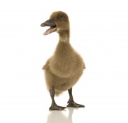 Utah Web Development Ugly Duckling