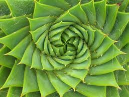 fibonacci for Oozle graphics